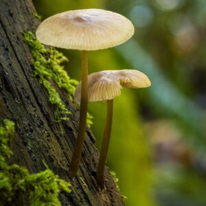 mushrooms-8328101_1280